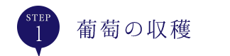 1.葡萄の収穫